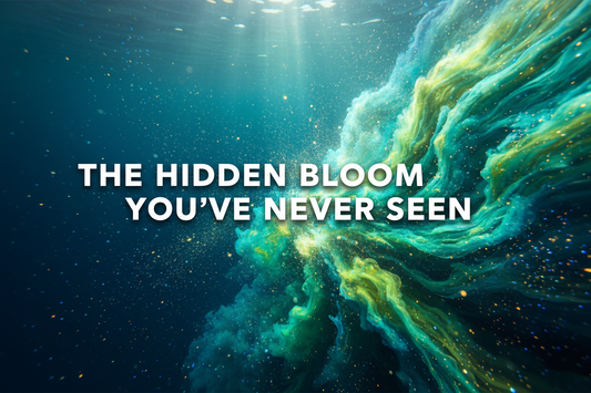 Spring phytoplankton bloom in ocean waters showing explosion of invisible marine life